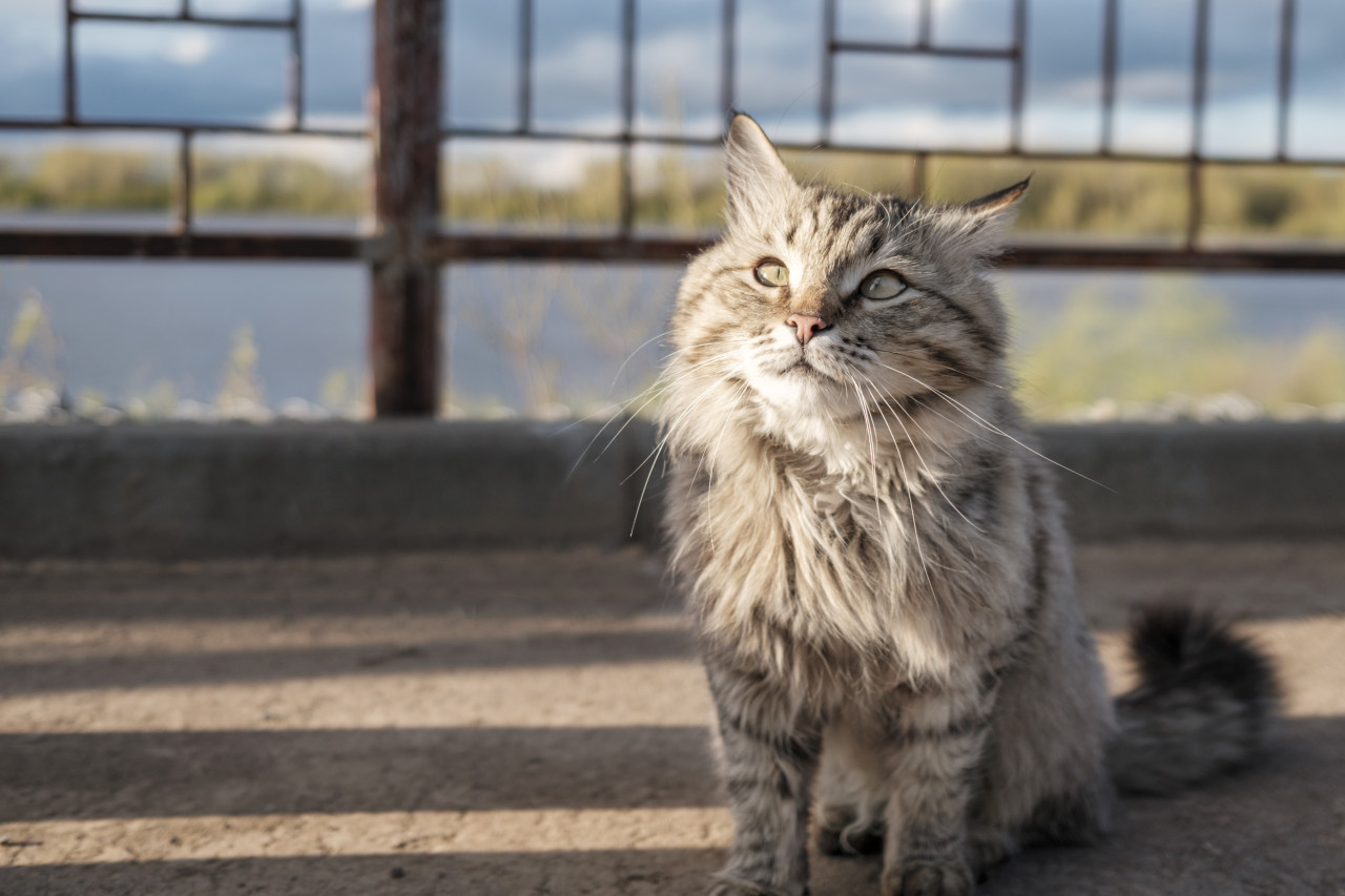 a-fluffy-gray-cat-walks-along-the-embankment-the-2024-10-18-07-12-40-utc