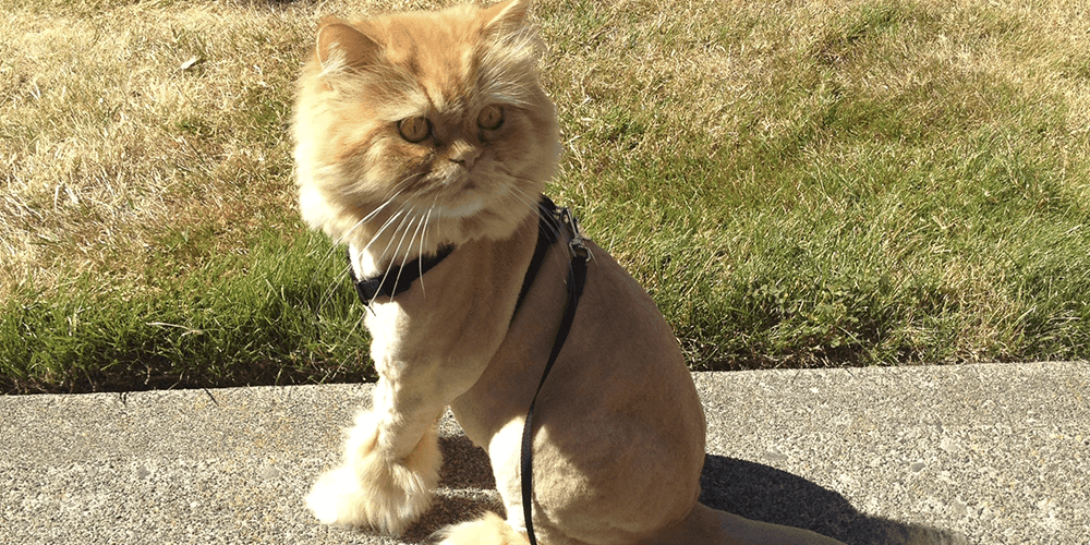 teddy bear cut for cats