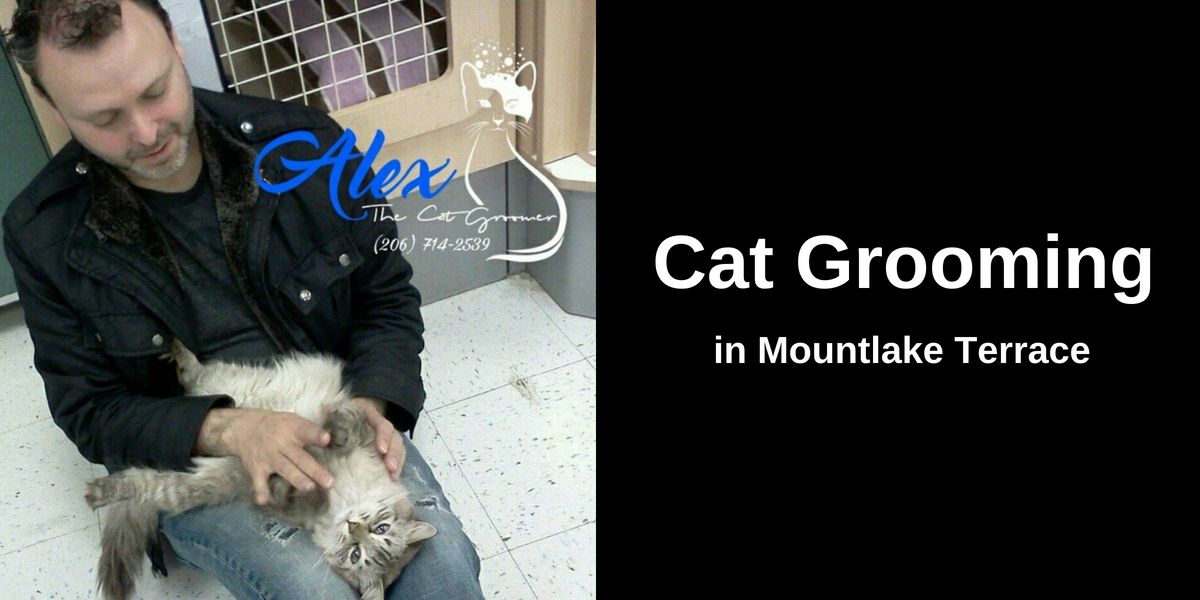Person gently holding a relaxed fluffy cat, with signage on the left reading “Alex The Cat Groomer (206) 714-2539” and “Cat Grooming in Mountlake Terrace” on the right. Indoor grooming setup with soft lighting.