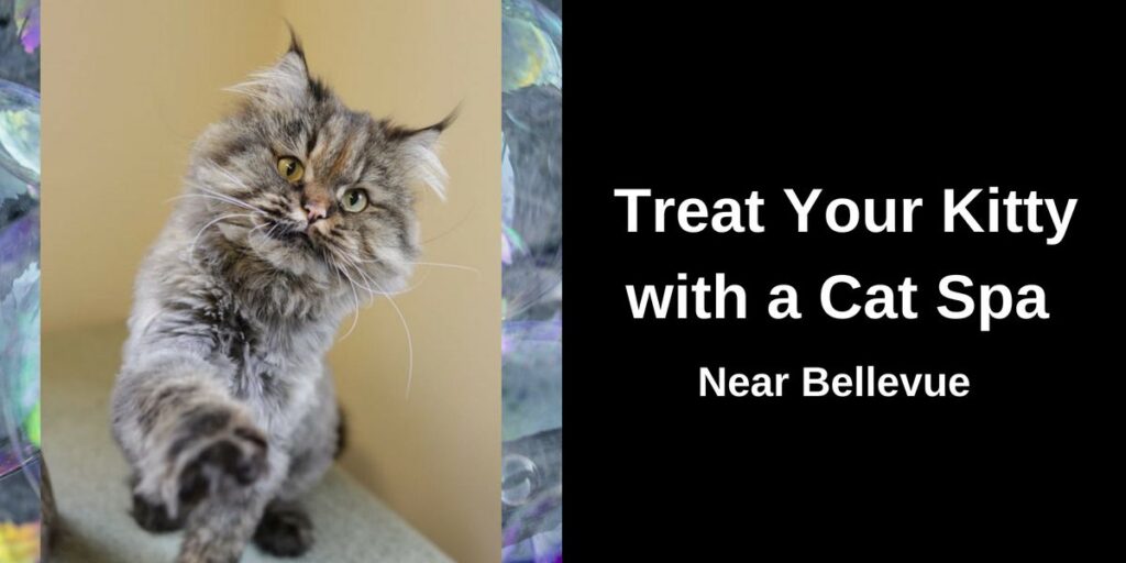 Fluffy gray and brown cat stretching its paw toward the camera. A beige wall forms the background, with white text on a black panel that reads: "Treat Your Kitty with a Cat Spa Near Bellevue.
