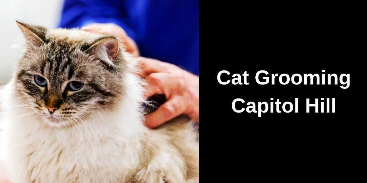 Long-haired white and gray cat being gently groomed by a person wearing a blue shirt. Text on the right reads: “Cat Grooming Capitol Hill.” Indoor setting with soft lighting.