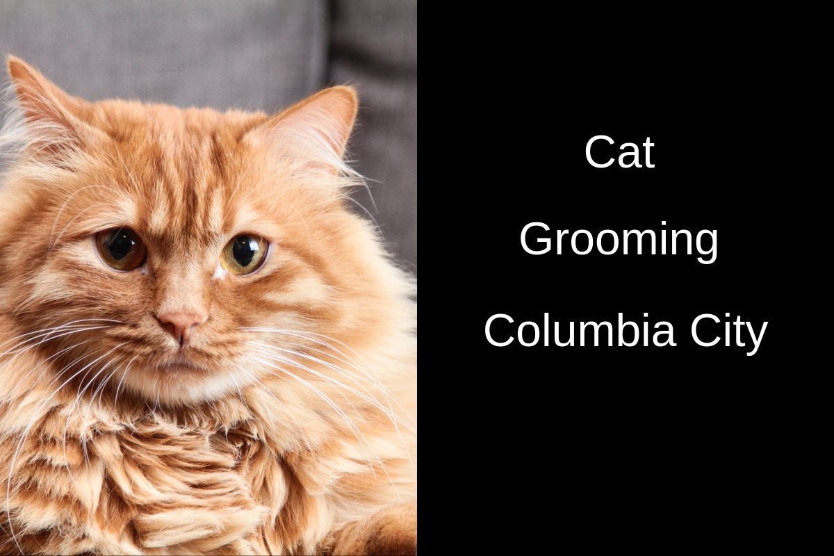 Close-up of an orange, fluffy cat with large eyes on the left side. On the right, white text reads: “Cat Grooming Columbia City” against a black background.