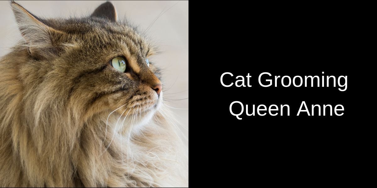 Close-up of a fluffy brown tabby cat with green eyes, facing left. Text on the right reads: “Cat Grooming Queen Anne” in white font on a black background.