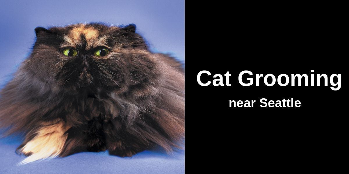 Fluffy cat with dark fur and green eyes, set against a blue gradient background. Text beside the cat reads: “Cat Grooming near Seattle” in white font on a black panel. Looking sleek and professional—like it’s ready for a grooming ad or a landing page hero image. Let me know if you want matching alt text for a full set.