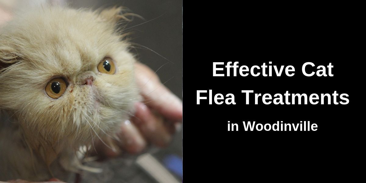 Close-up of a light-colored cat being gently held by a person’s hand. On the right, white text reads: “Effective Cat Flea Treatments in Woodinville.” Indoor setting with soft lighting.