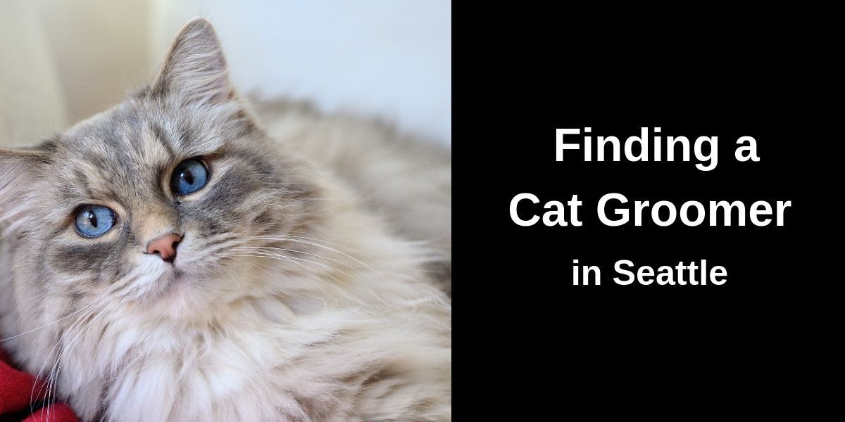 Fluffy cat with gray and white fur and blue eyes, positioned on the left side of the image. On the right, white text reads: “Finding a Cat Groomer in Seattle,” displayed on a black background.