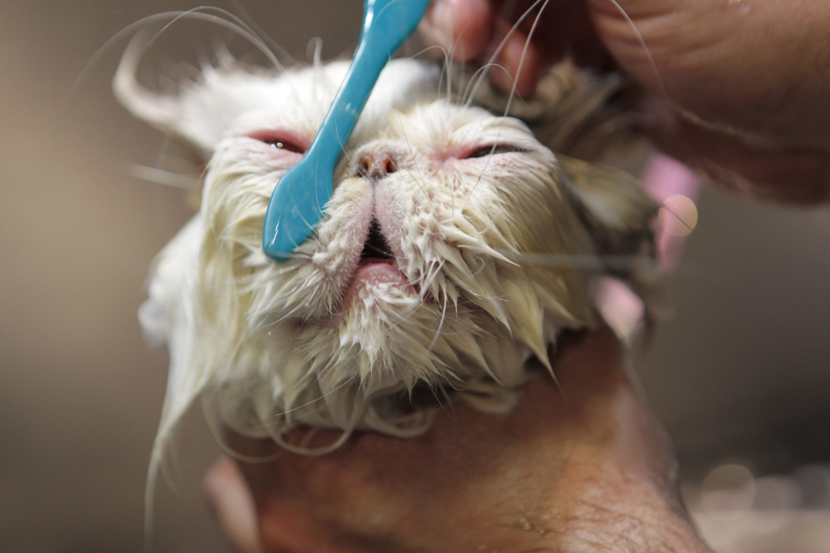 Cat being groomed