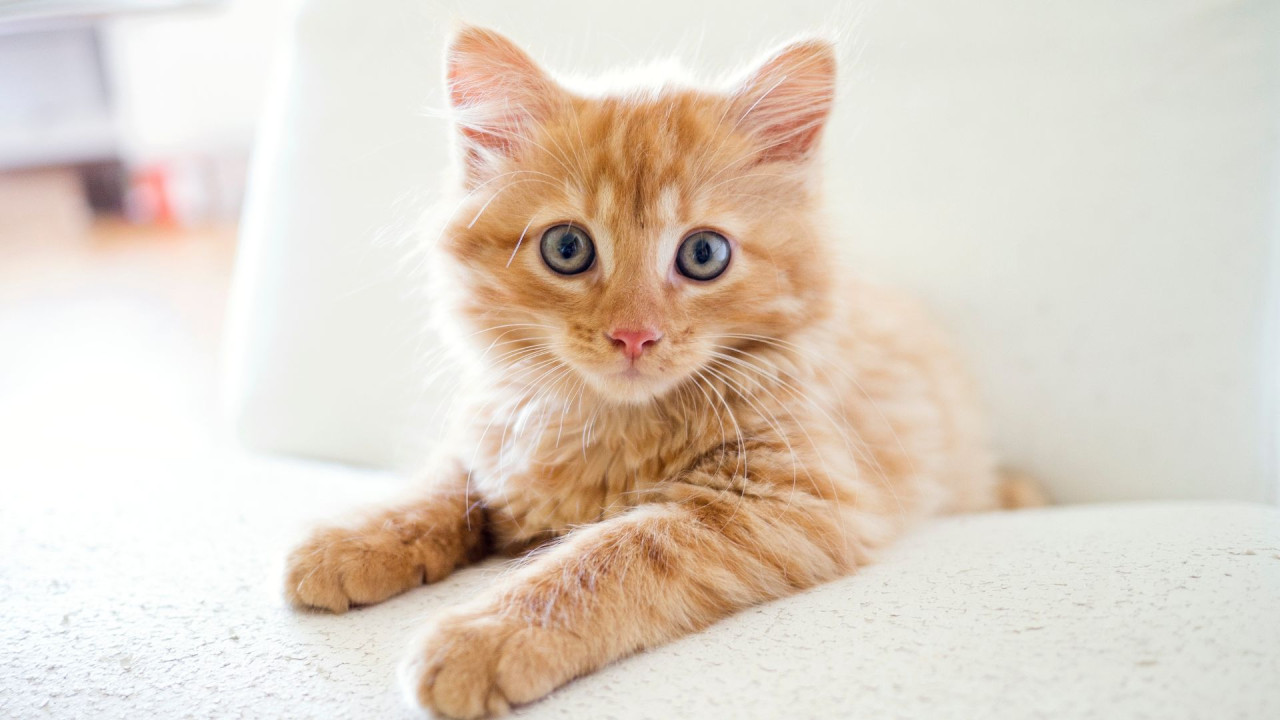 Orange kitten looking to the camera