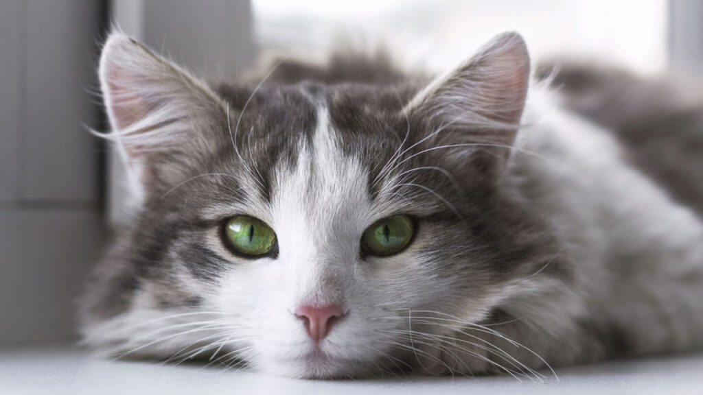 White cat lying in the floor