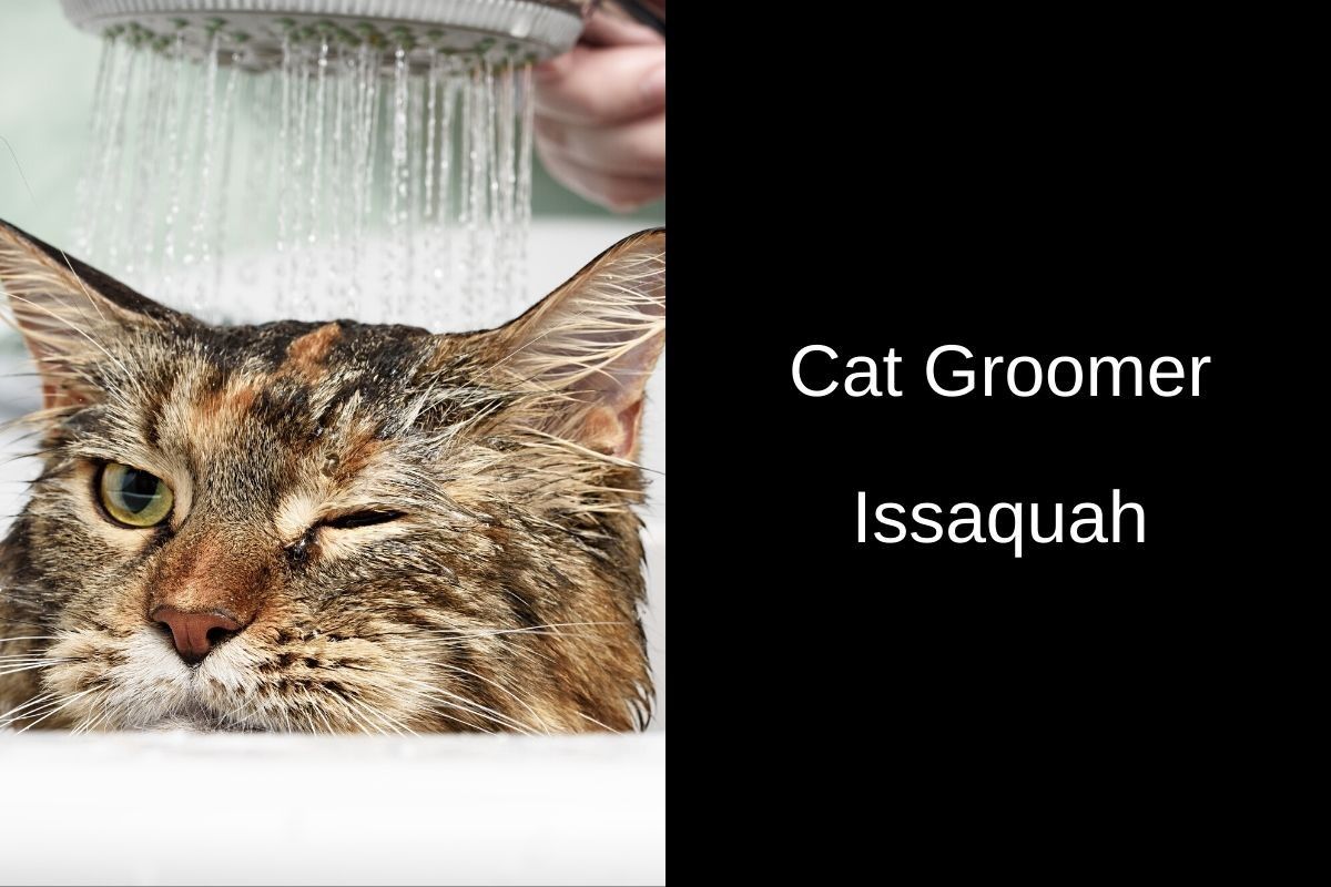 Wet cat being rinsed with a showerhead, eyes partly closed as water flows over its head. Text on the right reads: “Cat Groomer Issaquah.” Indoor grooming setting with soft lighting.