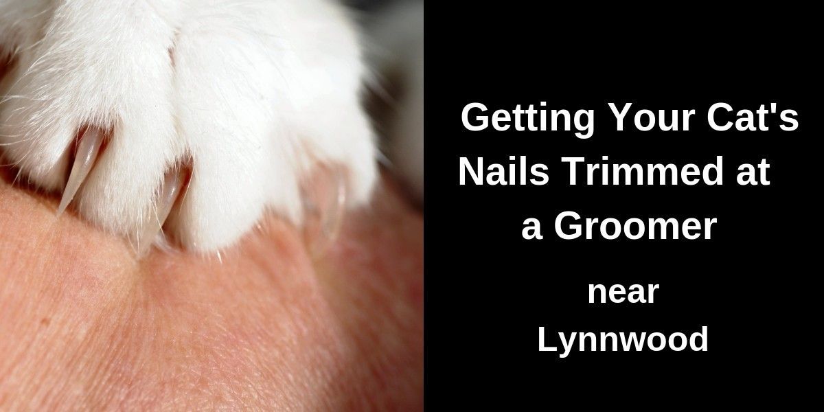 Close-up of a cat’s extended paw with visible claws on the left side. On the right, white text reads: “Getting Your Cat’s Nails Trimmed at a Groomer near Lynnwood.