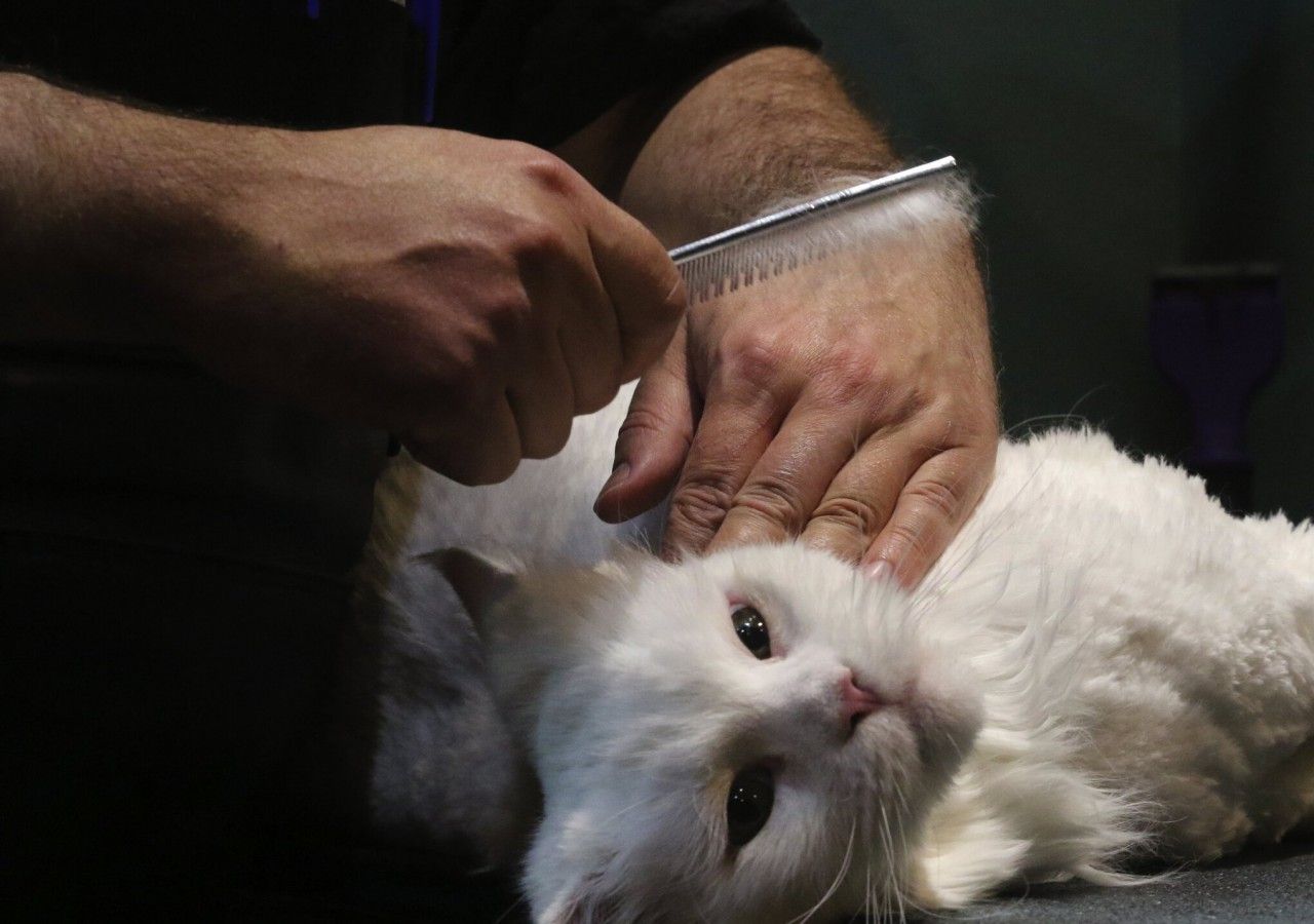 Person grooming a white, long-haired cat lying on its back.