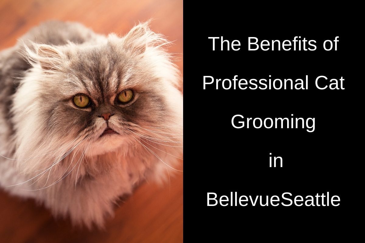 Fluffy cat with gray and tan fur and a focused expression, sitting to the left of the image. Text on the right reads: “The Benefits of Professional Cat Grooming in BellevueSeattle” in white font on a black background.