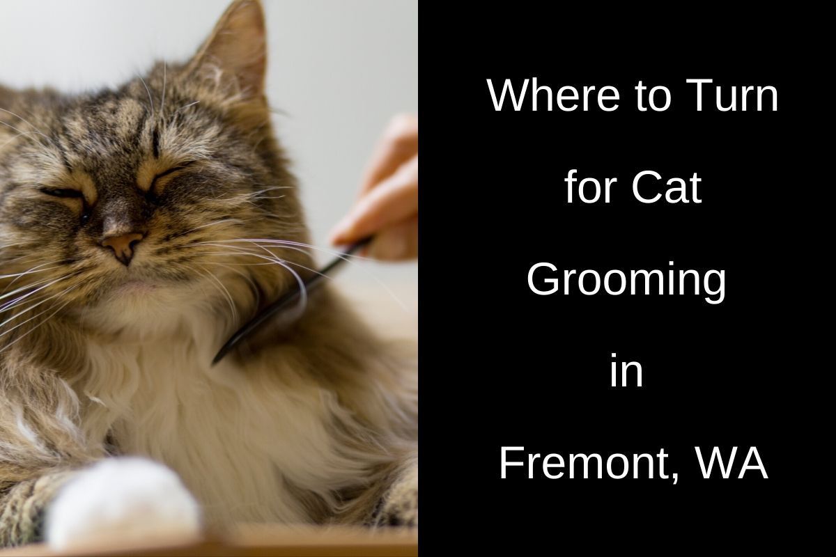 Close-up of a long-haired cat being gently brushed. The cat appears calm and relaxed. On the right side, white text reads: “Where to Turn for Cat Grooming in Fremont, WA.”