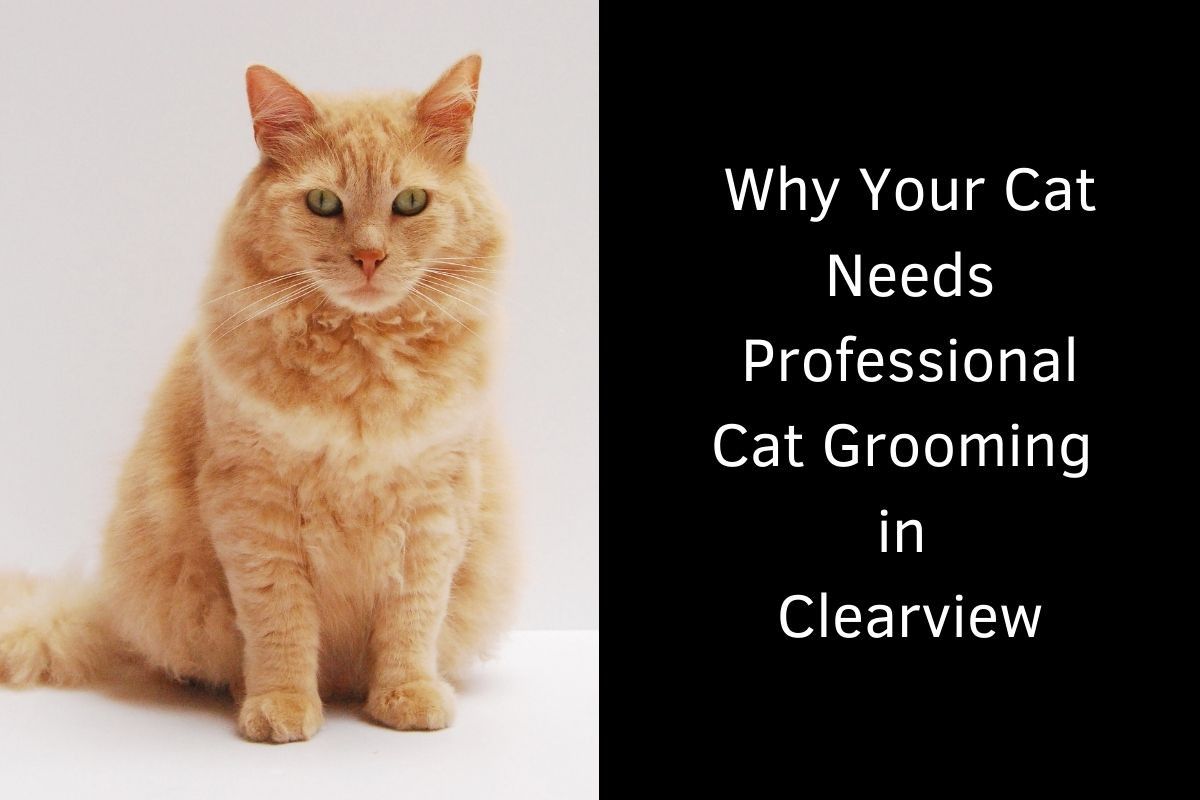 Ginger cat with thick fur sitting calmly on a white surface. On the right side, bold white text reads: “Why Your Cat Needs Professional Cat Grooming in Clearview,” set against a solid black background.