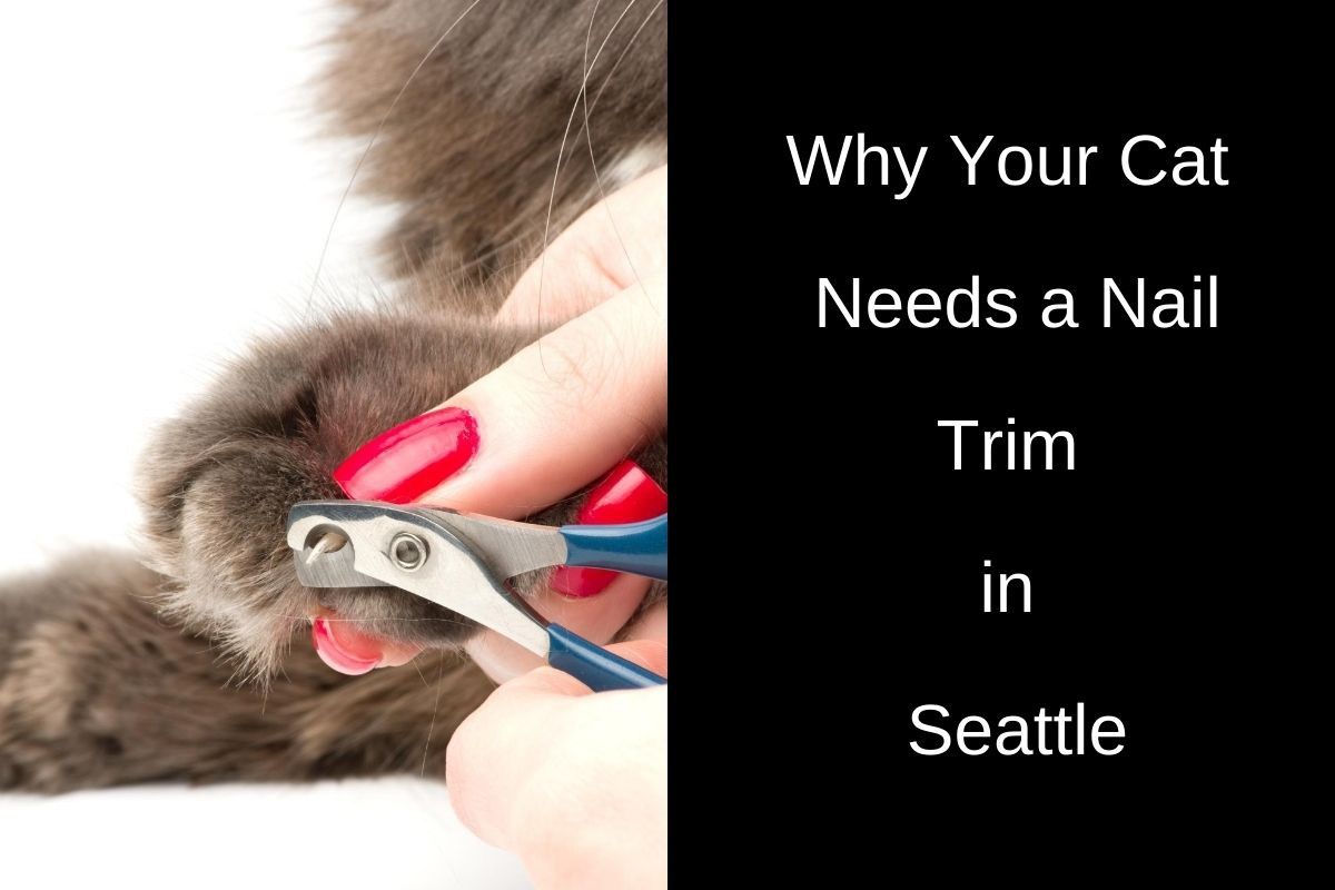 Close-up of a person with red-painted nails gently trimming a cat’s claws using nail clippers. The cat’s paw is held delicately, emphasizing care. Text on the right reads: “Why Your Cat Needs a Nail Trim in Seattle.”