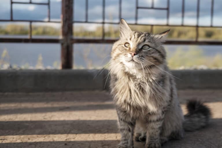 Gentle Grooming Tips for Senior Cats