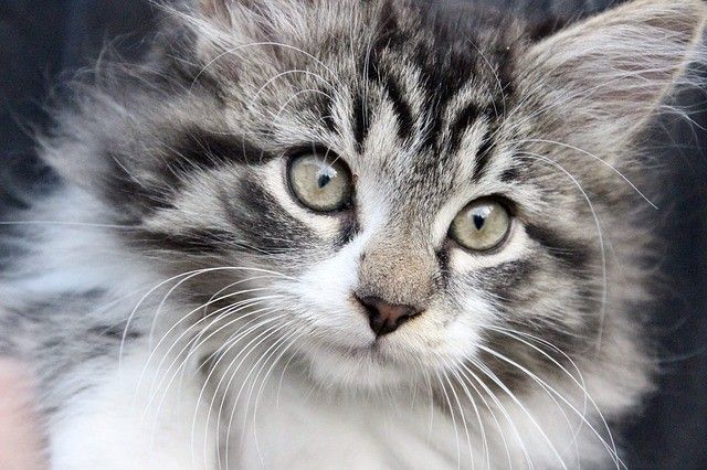 White cat
