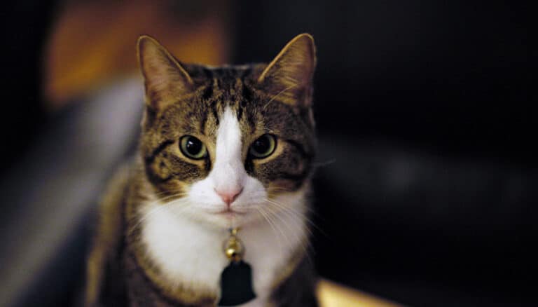Bothell Cat Grooming: Lion Cuts vs. Teddy Bear Cuts