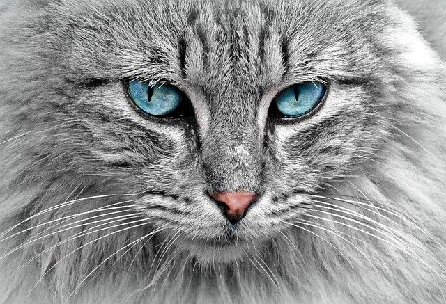 White cat with blue eyes staring at the camara with mad face
