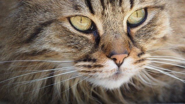 Cat looking to the side