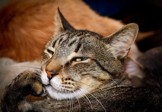 Cat staring at the camera with uncertainty face