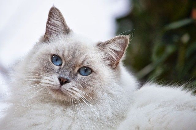 White cat staring at the camara with mad face