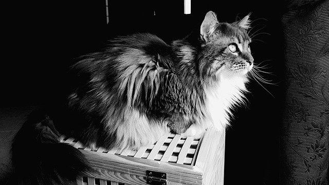 Fluffy, long-haired cat sitting attentively on a wooden crate.