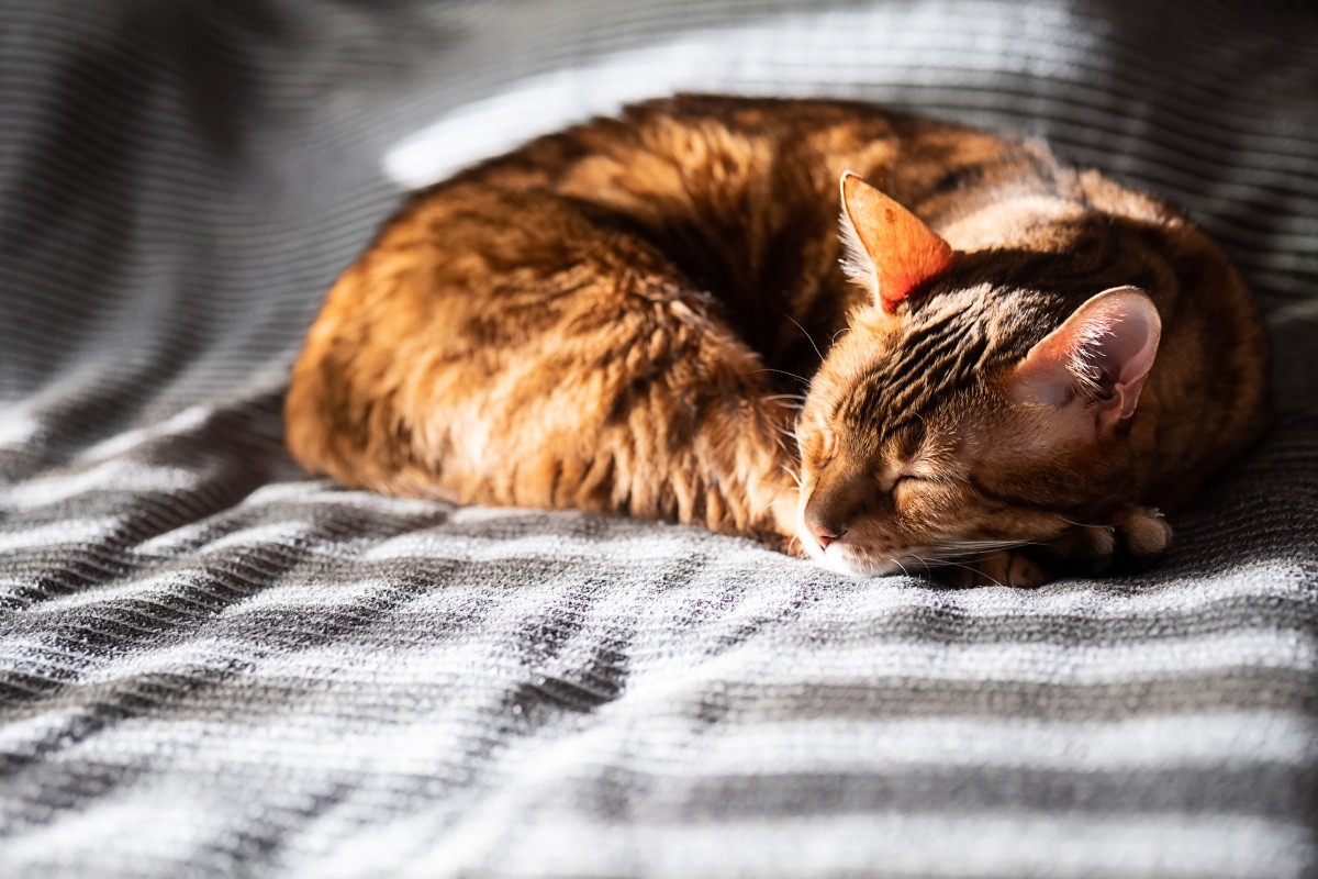 Orange cat sleeping