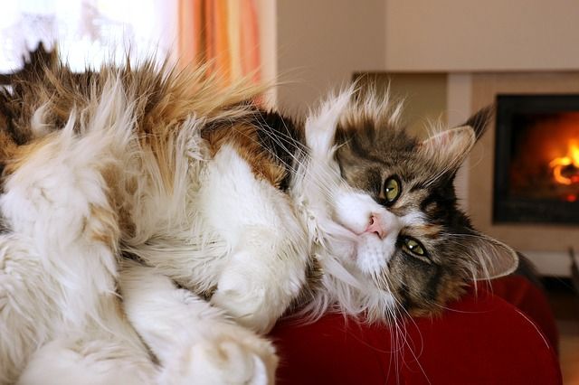 Cat lying on a red sofa