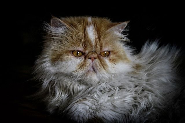 Cat staring at the camara with mad face