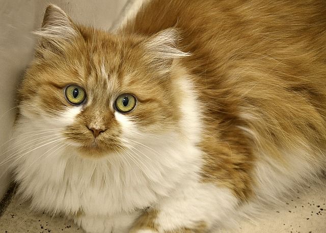 Cat staring at the camara with uncertainty face