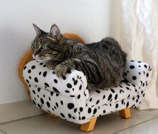 Cat lying on a black and white sofa