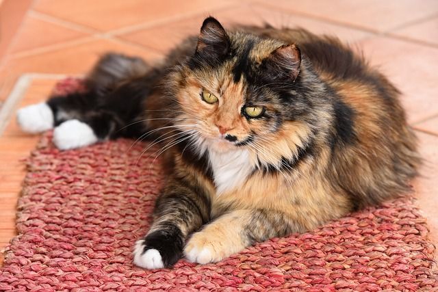 Calico cat with striking yellow eyes lounging on a red woven rug.