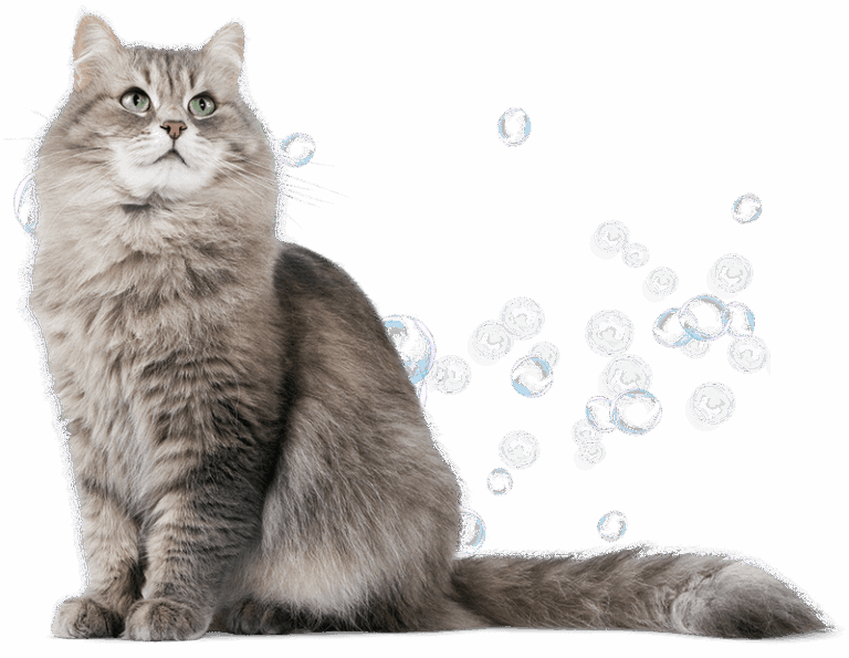 Image of a sitting white cat with bubbles in the background