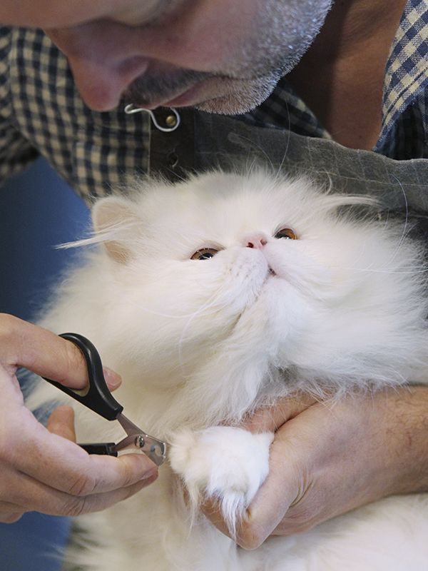 Man trimming the white cat's nails