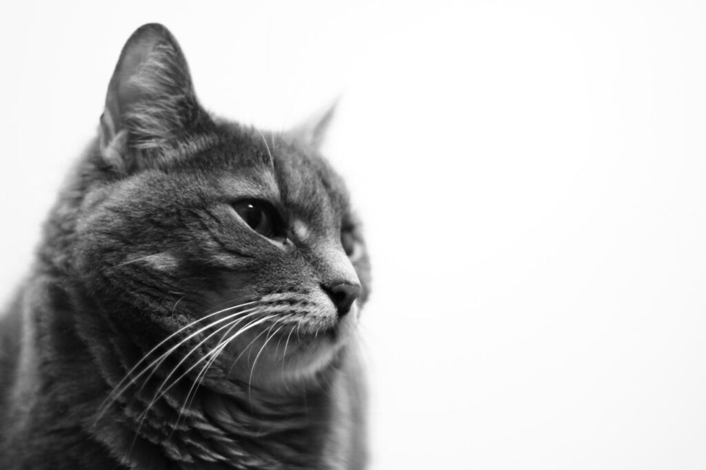 Cat staring to the side with curious expression