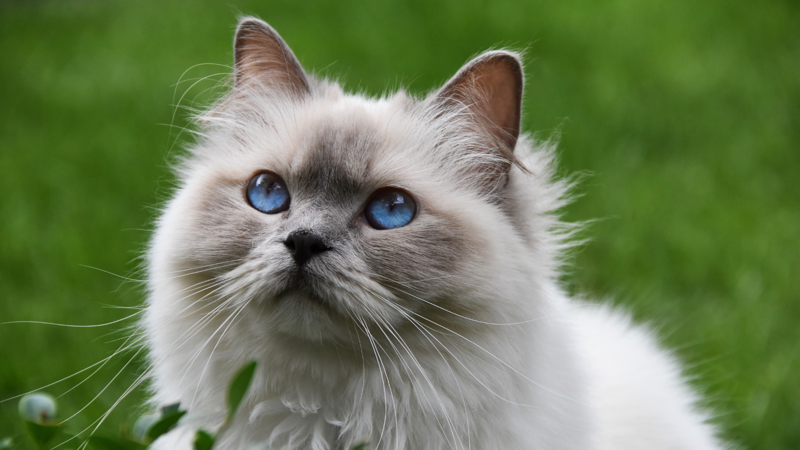 Close-up of a fluffy white cat with striking blue eyes and a green grassy background.