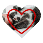 Geriatric cat grooming services from Alex the Cat Groomer in Bothell, WA