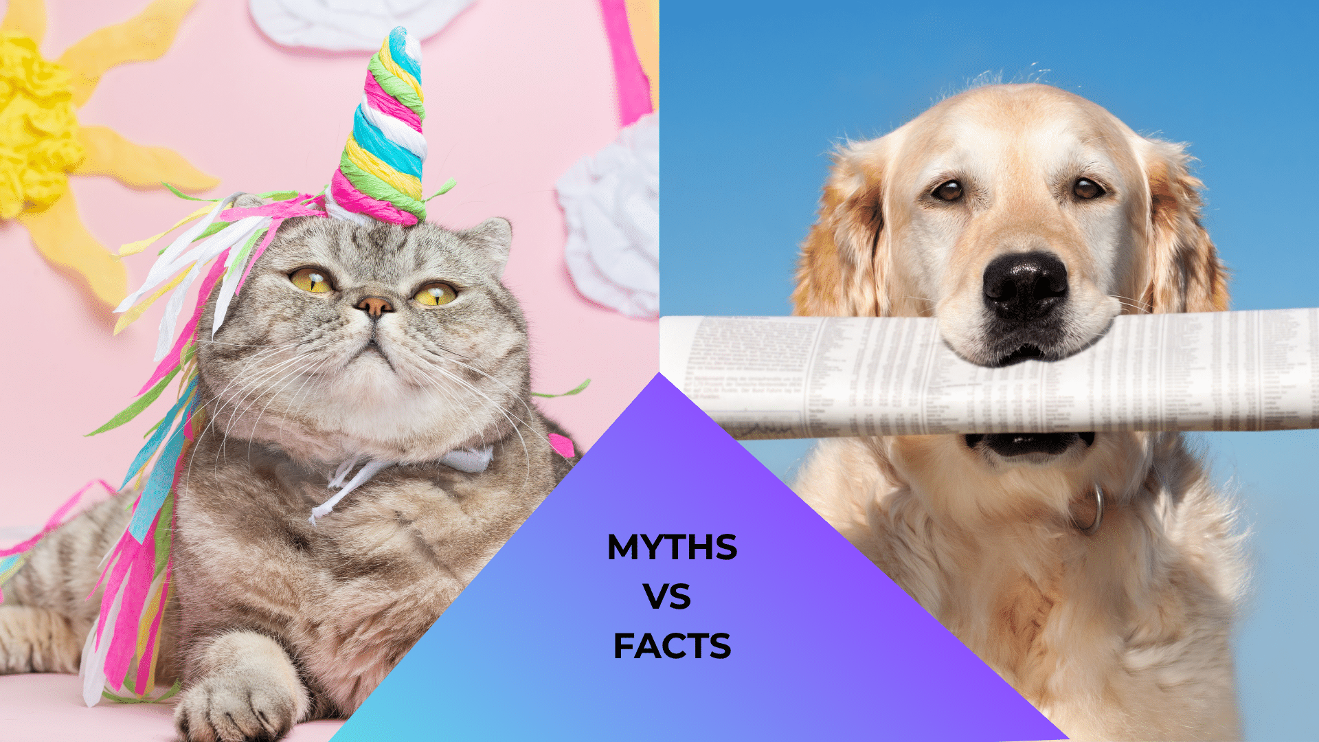 A cat dressed like a unicorn and a dog reading a newspaper about myths and facts.