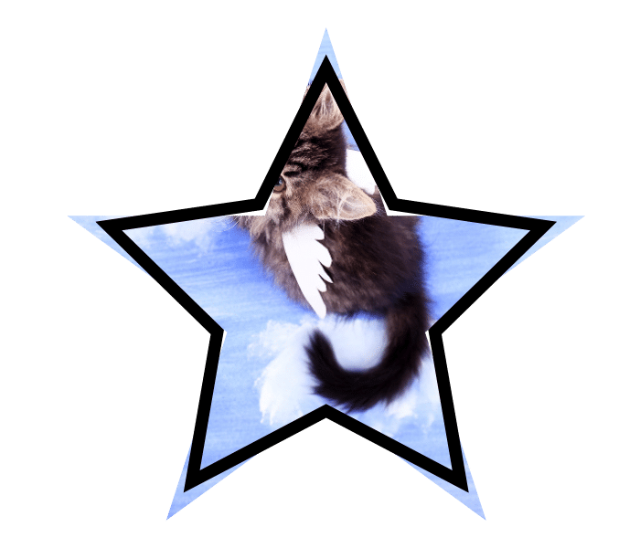 A cat with wings symbolizing common grooming myths in Bothell.