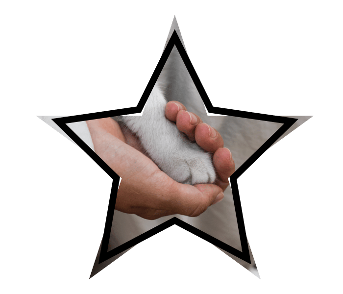 Professional cat grooming at Alex the Cat Groomer in Bothell showing a person's hand gently holding a cat's paw.