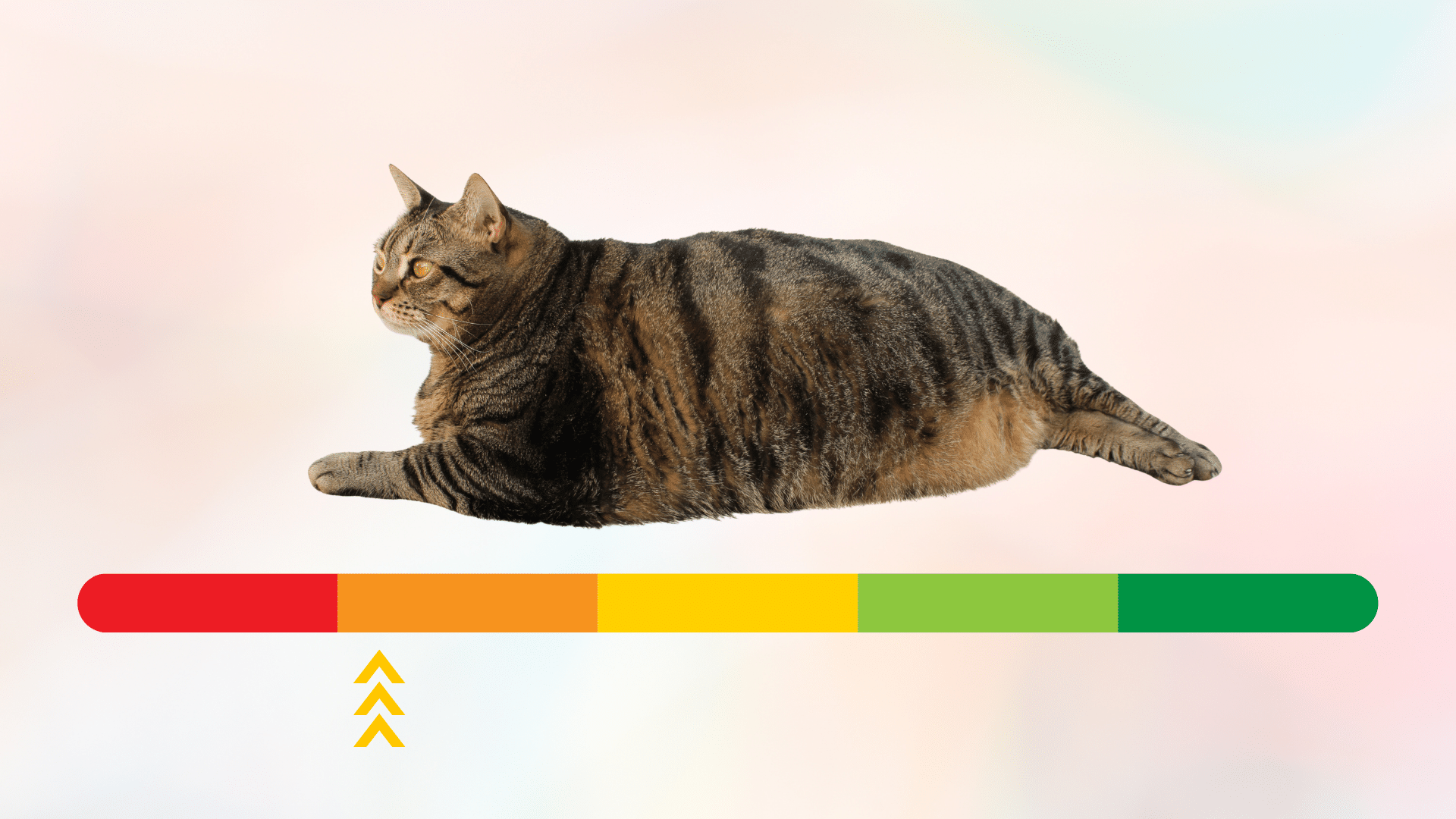 Overweight tabby cat above a colorful weight sliding scale illustrating feline obesity in Bothell, WA