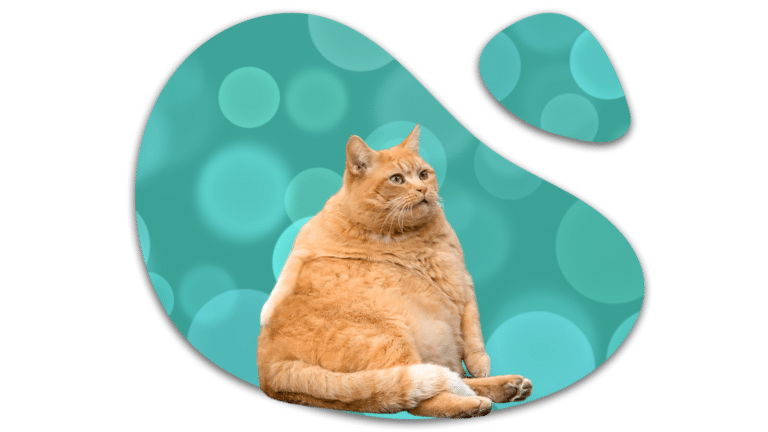Overweight orange tabby cat sitting against a teal background, illustrating feline weight and grooming concerns