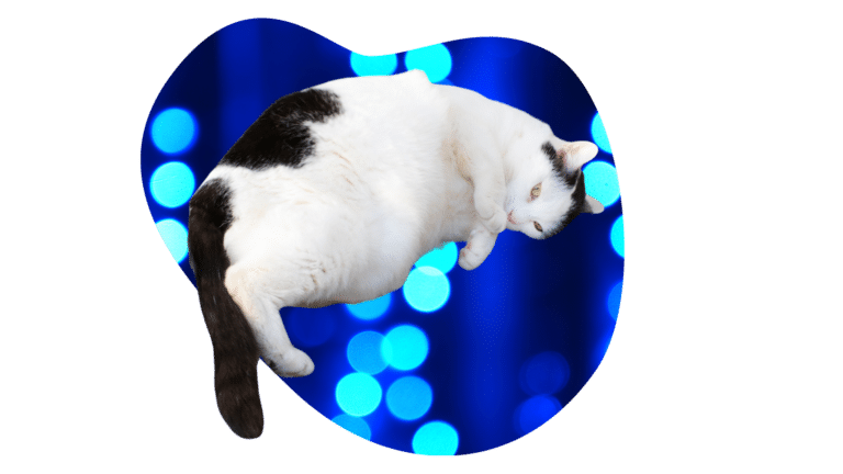 Overweight black and white cat resting against a blue background, representing the need for grooming assistance with Alex the Cat Groomer